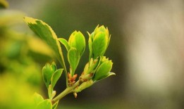 春天万物复苏爆料视频,揭秘春天爆红视频背后的生机盎然