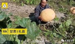 礼县吃瓜网红事件始末是什么,一场网络舆论的风暴与反思