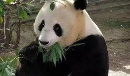 熊猫1108最新爆料,娱乐圈最新爆料大起底！