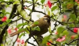 鸟语花香爆料特效视频下载,沉浸式体验自然之美