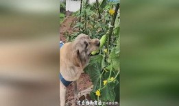 小狗吃瓜视频合集大全免费观看,小狗吃瓜视频合集免费畅享