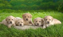 小狗吃瓜视频合集大全免费观看,小狗吃瓜视频合集免费畅享