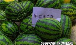 吃 瓜群免费,畅享娱乐盛宴，共享快乐时光