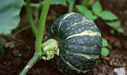 晨曦网红吃瓜链接下载