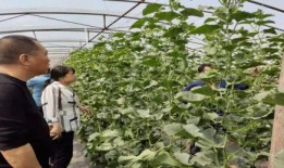 礼县吃瓜网红事件始末是什么,一场网络舆论的风暴与反思