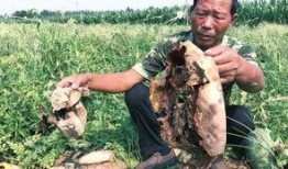 礼县吃瓜网红事件始末是什么,一场网络舆论的风暴与反思